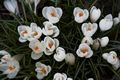 Crocus-1 Krokus