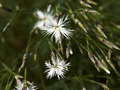 Dianthus-1 Goździk