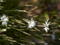 Dianthus-2 Goździk