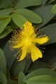 Hypericum Dziurawiec