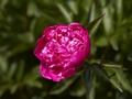 Paeonia-1 Piwonia