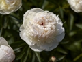 Paeonia-2 Piwonia