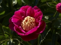 Paeonia-3 Piwonia