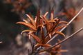 Rhododendron-1 Różanecznik