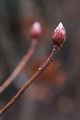 Rhododendron-2 Różanecznik