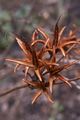 Rhododendron Różanecznik