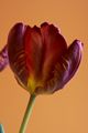 Tulipa-5 Tulipan
